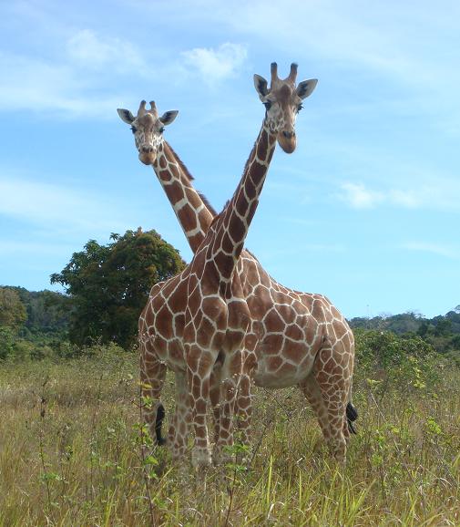 Giraffes at Calauit Safari in Busuanga Island